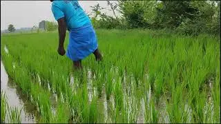 நெல்லு வயல் களை எடுத்தல் 
