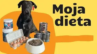 CZYM KARMIE CANE CORSO? Codzienna dieta Coco