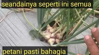 Review tanaman bawang merah seminggu lagi dipanen 