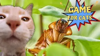 4K Game For Cat ~Cat Games~ COCKROACH FOR CATS ~ CAT GAMES 🐱🪳🪳