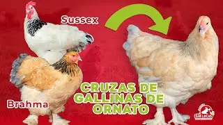 ¿Qué pasa si cruzo gallinas de diferente raza? | Mi Granja San Lucas