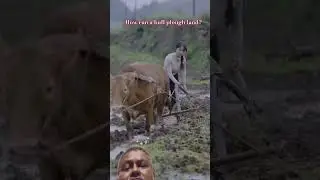 Skilled manual ploughing land with a single bull || Naturphobia |
