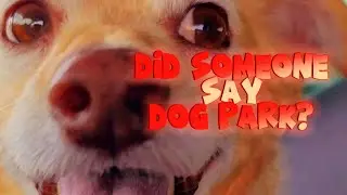 Happy Dog Park Video | Funny Dog Adventure Video