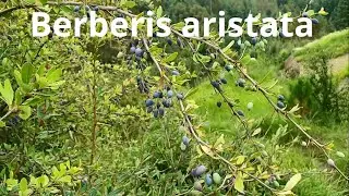 Berberis aristata || Himachal Pradesh, India