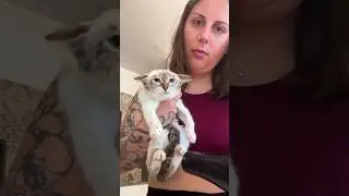 Cats vs Humans 🤣🤣 #funny #catvideos #catshorts #cat