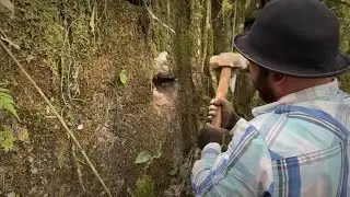 tesouro absurdo escondido dentro da parede da floresta