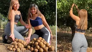 CORTAMOS NÍSPEROS GIGANTES EN EL CAMPO