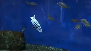 Metriaclima Fainzilberi Maison Reef 🇹🇷