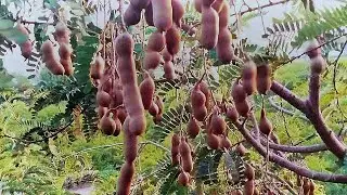 खटी मीठी इमली और राजगारी | Sour sweet fresh tamarind and rajgari | madhavi the farm girl
