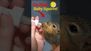 Feeding baby squirrel #animals #squirrel #squirrellovers #squirrellovers