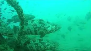 Diving to Temple Reef Pondicherry March 20th 2016