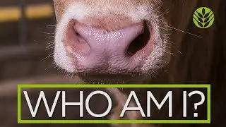 Feature Animal - Jersey Cows
