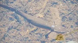 Rough-skinned Newts in a Siskiyou Crest pond