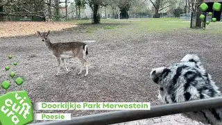 Doorkijkje Park Merwestein. Kinderserie 2, aflevering 5