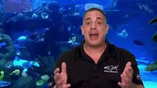 Cynergy Electric Vehicles Track-O Stair Climbing Machine Featured on Tanked