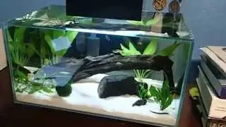 Fluval edge final update!