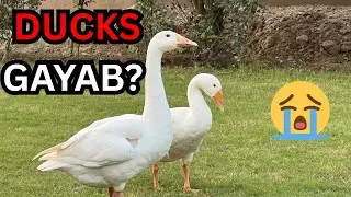 Mere Long Neck Ducks KOI LE GAYA? 😭 | Emotional Vlog