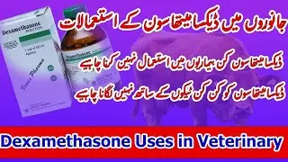 Dexamethasone injection in Veterinary Medicine || Dexamethasone uses || Dexamethasone side effects