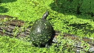 Turtles on a Log (and Off a Log and On a Log and Off a Log....)
