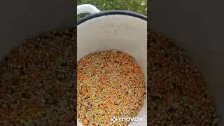Успел собрать перед ливнем...