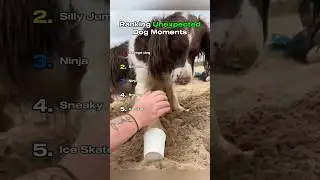 Ranking Unexpected Dog Moments