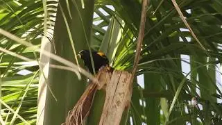 CALANDRIA canta con insecto en el pico (Puerto Rican Oriole, Icterus portoricensis) ENDEMICA