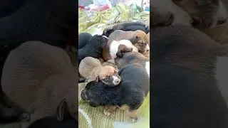 Bottle 🍼❤️ Feeding Newborn Puppies 😄💕#shorts #newbornpuppy #rescuepuppies #bottlefeeding #fyp #dog