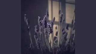 Tender Light, Endless Calm