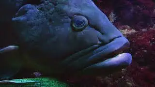 Anglers should know this : Pelagic fish and Demersal fish
