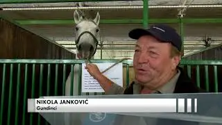 SBTV - SB INFO - BRODSKI KONJOGOJCI NA STOČARSKOJ IZLOŽBI U BJELOVARU  - 10.09.2017.