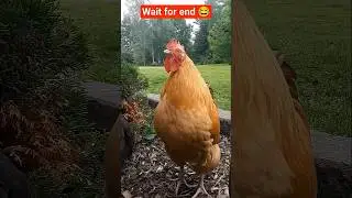 hen🐓 and monkey🐒 #funny #shorts and #comedy #cute funny #viralvideo and cute child #viral #shorts