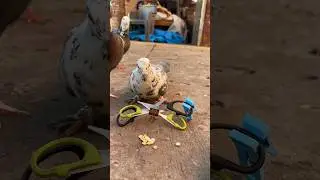 This smart Pegions doing good work #pigeon #trap