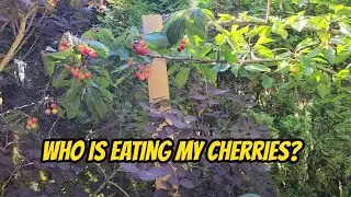 Who is eating my Cherries??