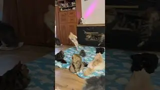 Геральт явно стремится стать альфой🤣
