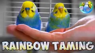 Unlocking the Secrets to Caring for and Taming Your Rainbow Budgie!