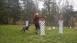 chicken agility bloopers