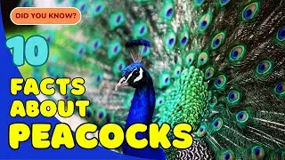 10 Stunning Facts About Peacocks You Didn&rsquo;t Know! 🦚