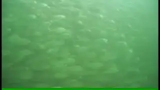 School of fish in Packery Channel