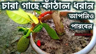 Jackfruit tree grafting technique (100% result) // কাঁঠাল গাছের কলম ||কাঁঠাল গাছে ফল ধরানোর উপায়