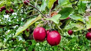 Why all Apples come from Kasachstan and were selectively bred by Bears 🐻 in the Wild