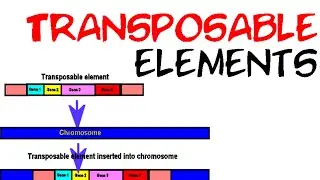 Transposable elements