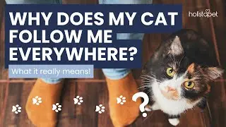 Why Does My Cat Follow Me Everywhere?
