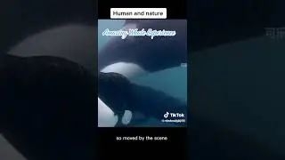 Orcas ask for help.