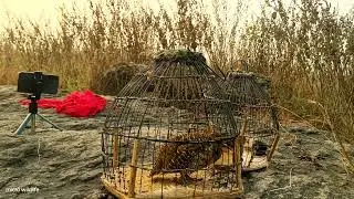 Grey hunting sound titeer sikar sound Goro hunding sound teetar voice amazing teetar voice titrvoice