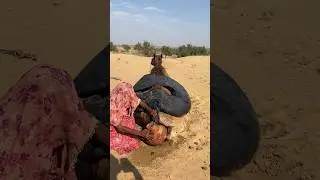 يستريح الجمال على الرمال، وتطفئ الأم القيدار لهيب الصحراء