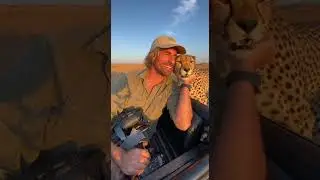 Affectinate Cheetah and man || #ytshorts #funny #funnyvideos #animals #animalprank #yt #memes #leo