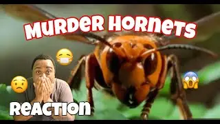 Asian Murder Hornets 😱 (REACTION)(2020)