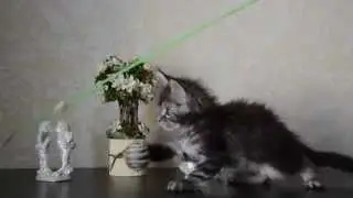 Кот мейн кун черный мрамор - питомник 