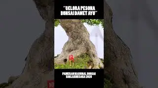 Enak dilihatnya euy, Pak Andi #bonsaiart #senibonsai #shorts