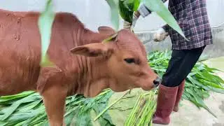 Chăn nu&ocirc;i b&ograve; bằng c&acirc;y ng&ocirc; b&ograve; gi&aacute;c man
